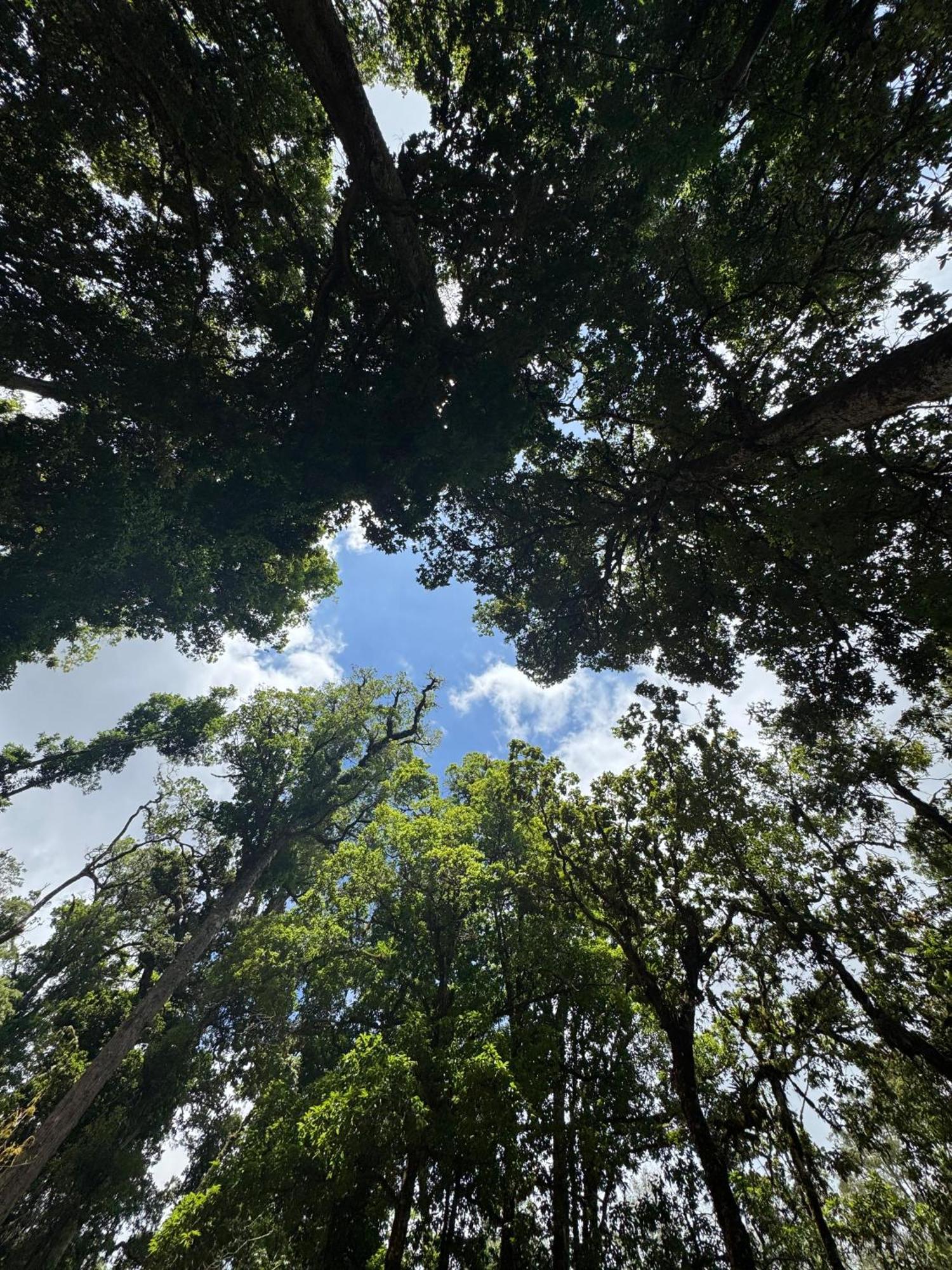 Entre Arboles Lodge San Gerardo de Dota Dış mekan fotoğraf