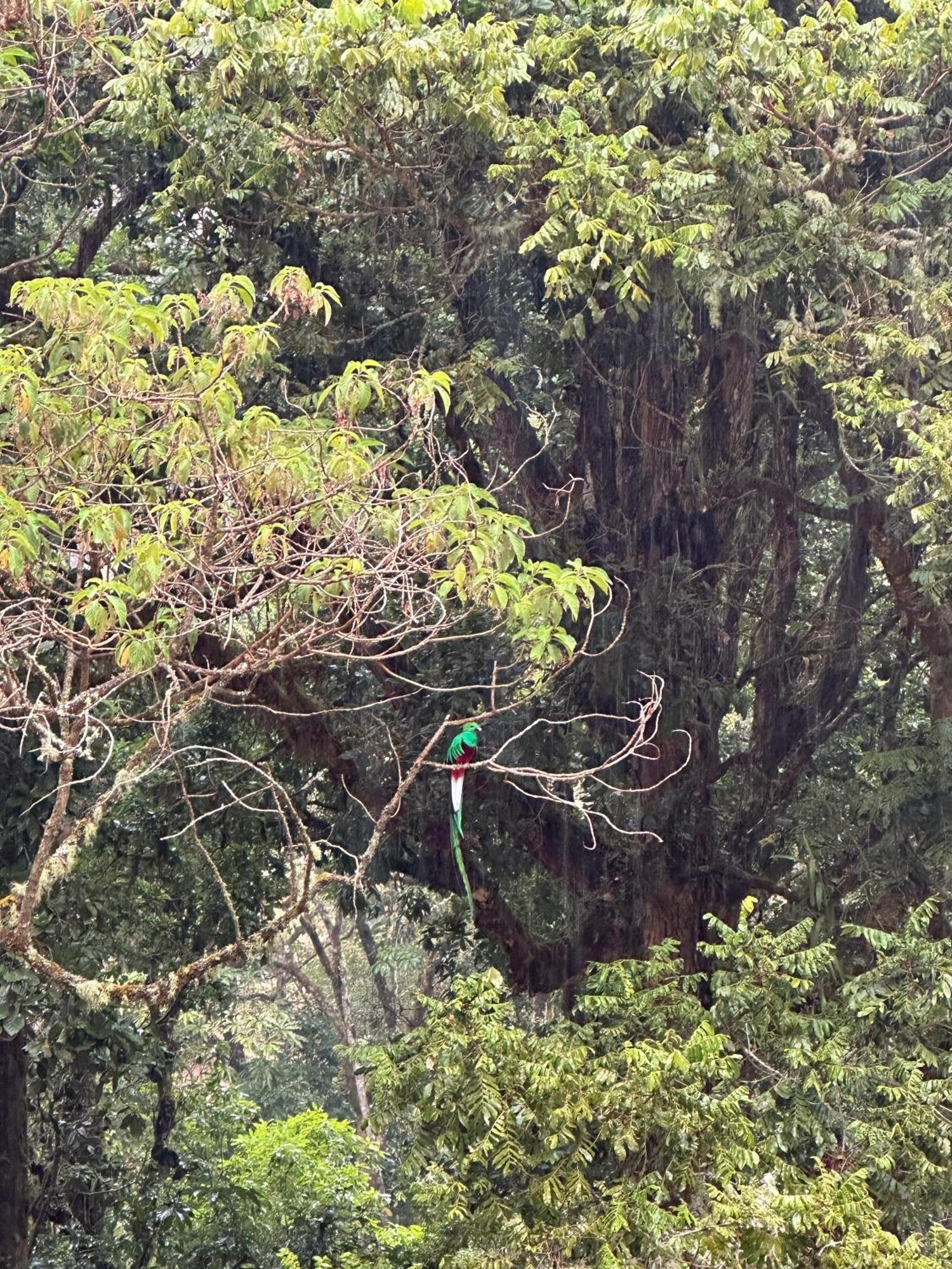 Entre Arboles Lodge San Gerardo de Dota Dış mekan fotoğraf