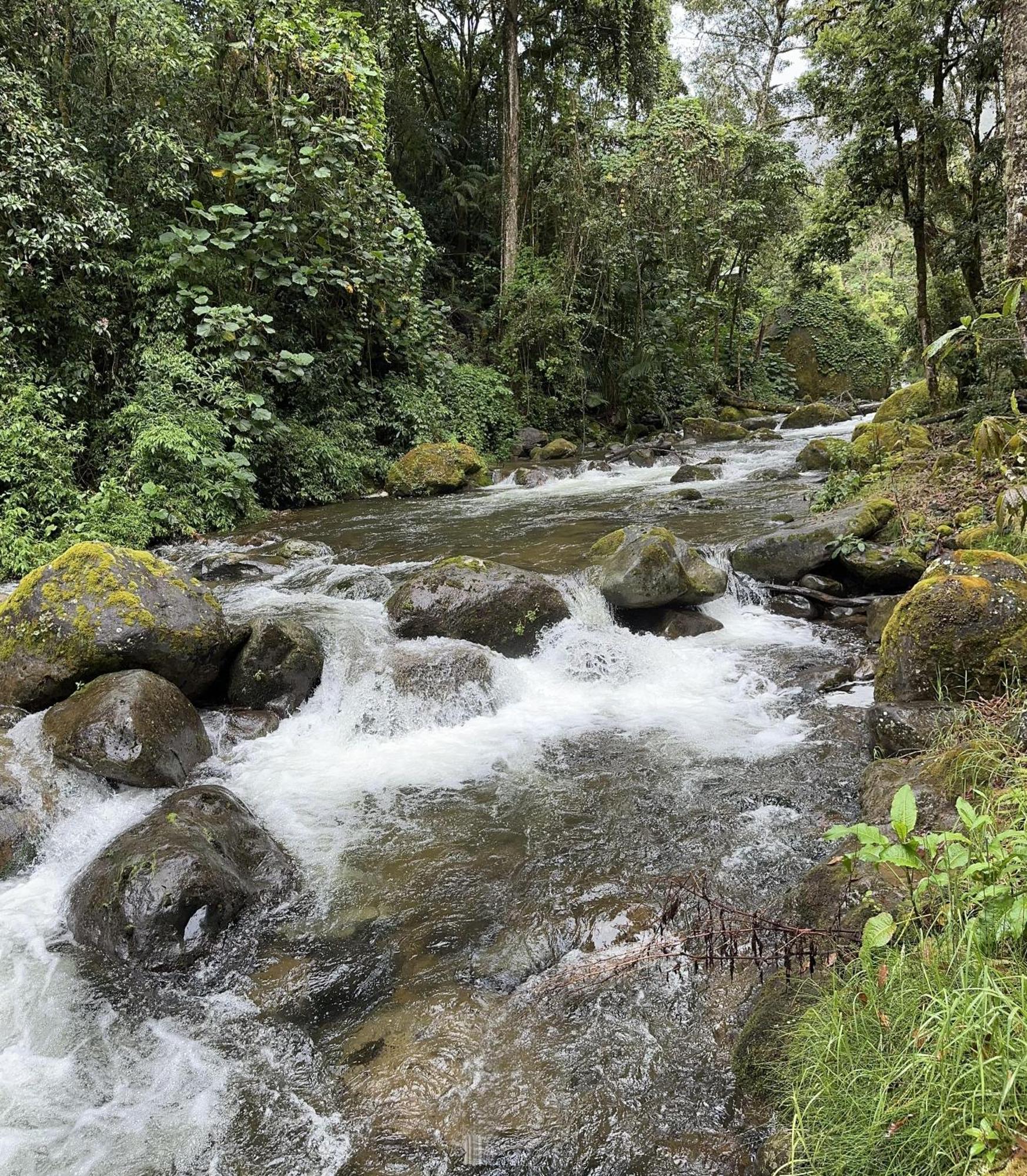 Entre Arboles Lodge San Gerardo de Dota Dış mekan fotoğraf