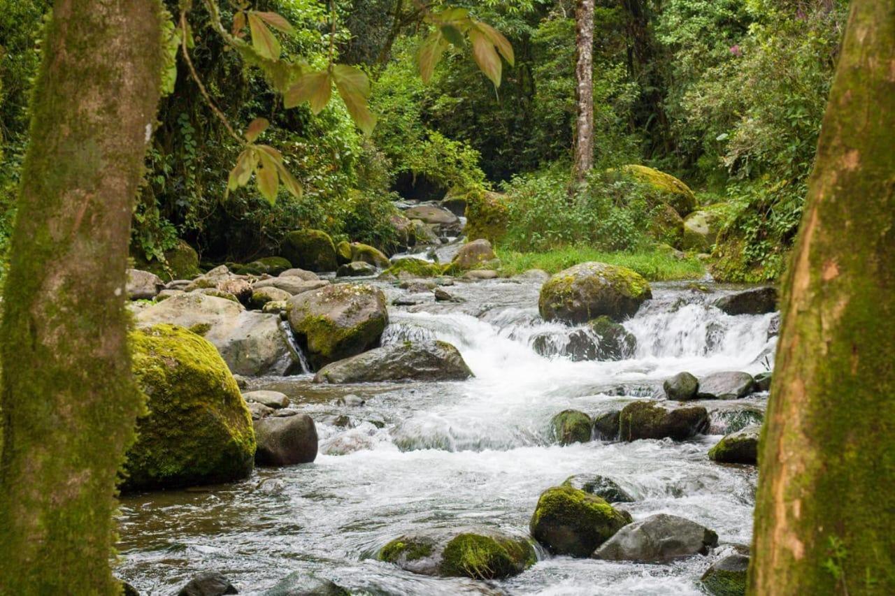Entre Arboles Lodge San Gerardo de Dota Dış mekan fotoğraf