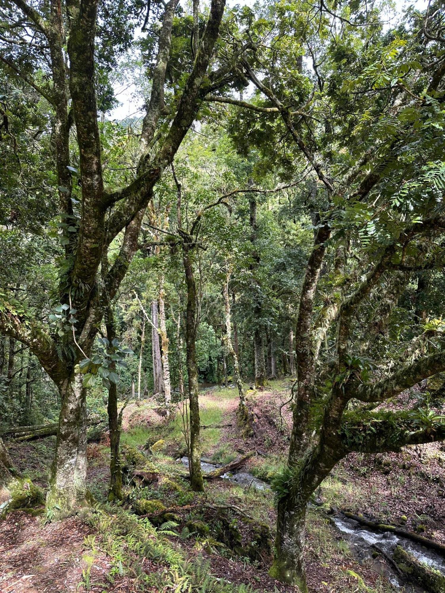 Entre Arboles Lodge San Gerardo de Dota Dış mekan fotoğraf