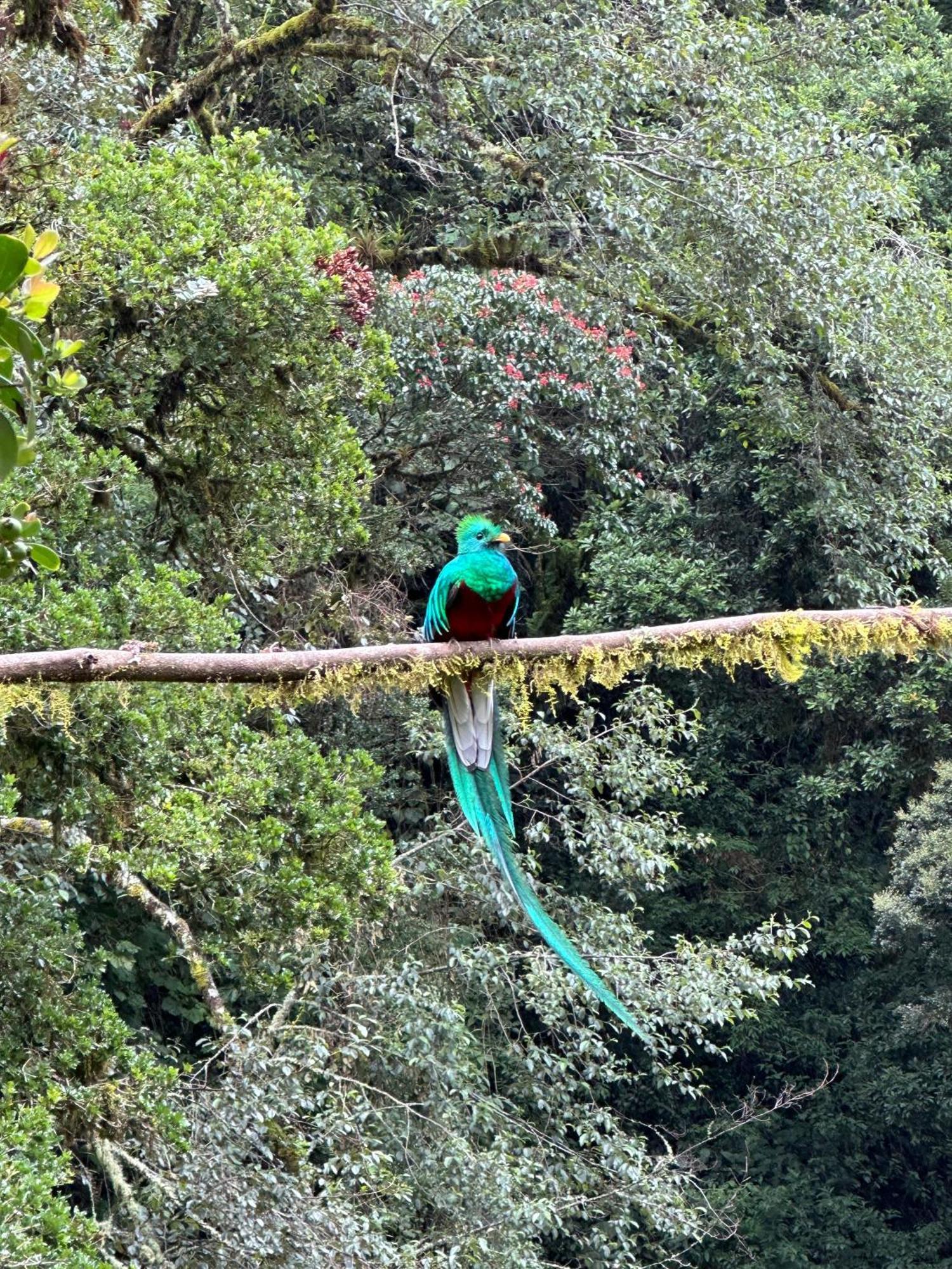 Entre Arboles Lodge San Gerardo de Dota Dış mekan fotoğraf