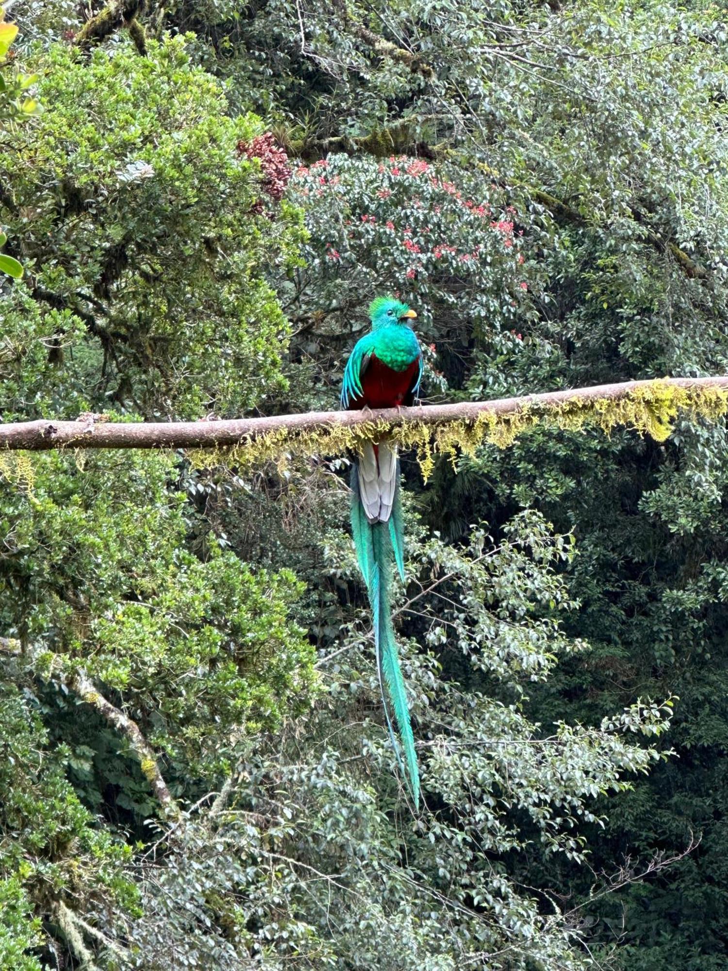 Entre Arboles Lodge San Gerardo de Dota Dış mekan fotoğraf