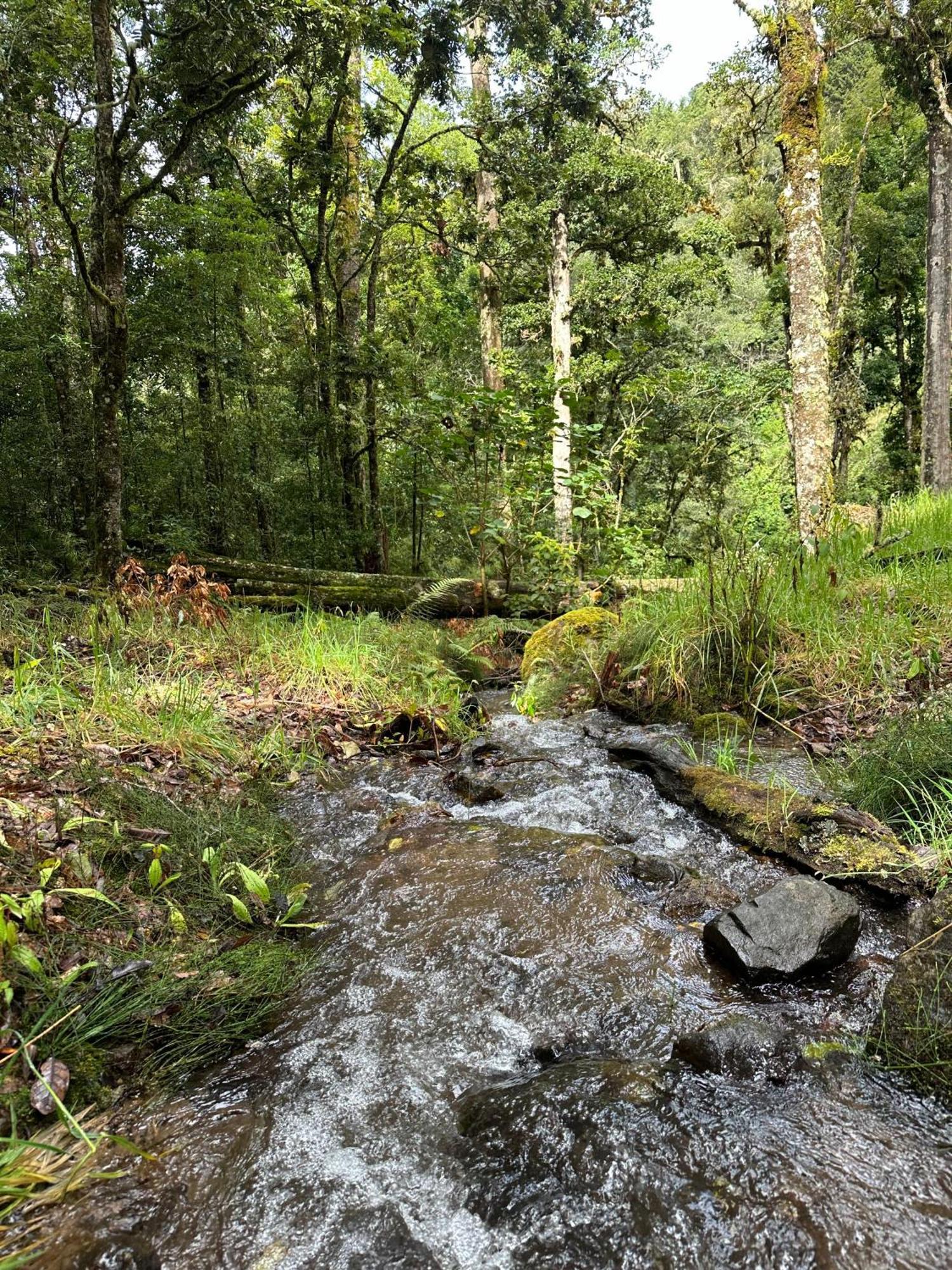 Entre Arboles Lodge San Gerardo de Dota Dış mekan fotoğraf