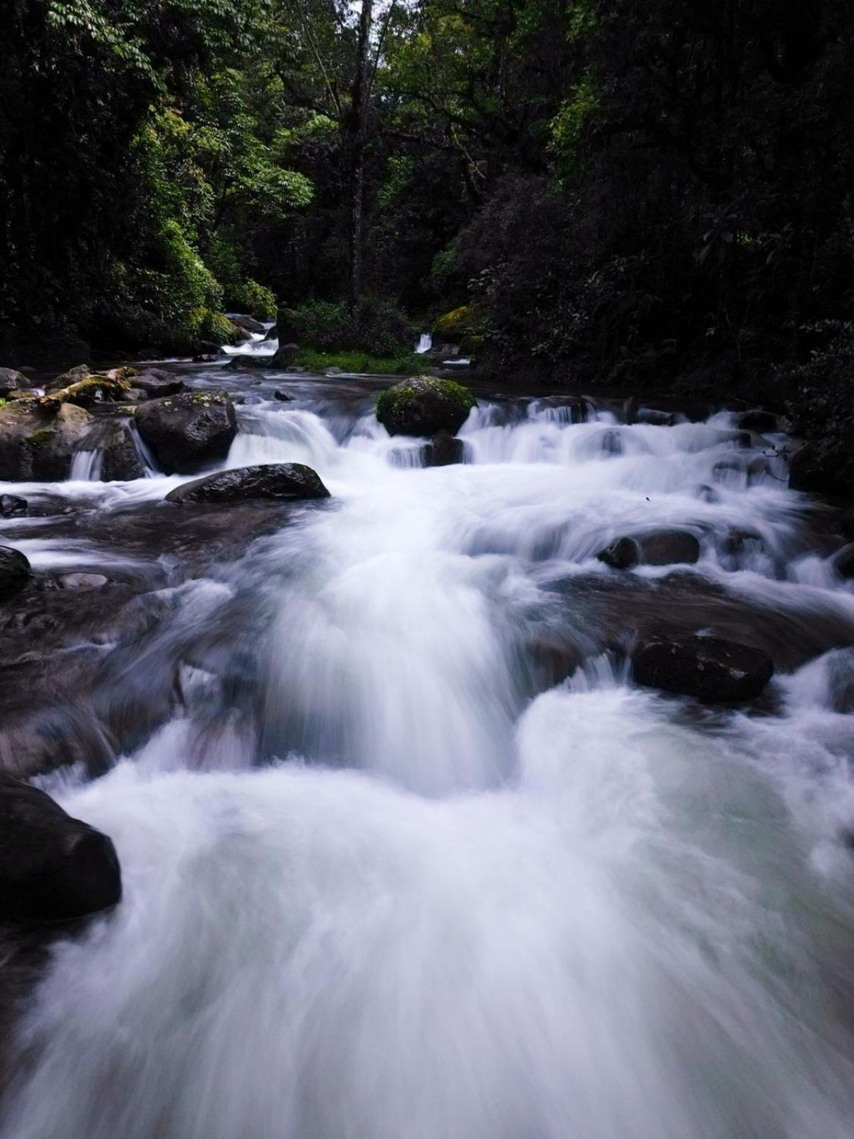 Entre Arboles Lodge San Gerardo de Dota Dış mekan fotoğraf