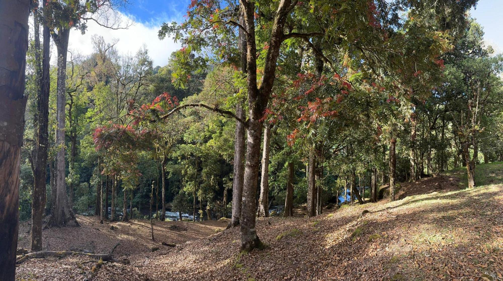 Entre Arboles Lodge San Gerardo de Dota Dış mekan fotoğraf