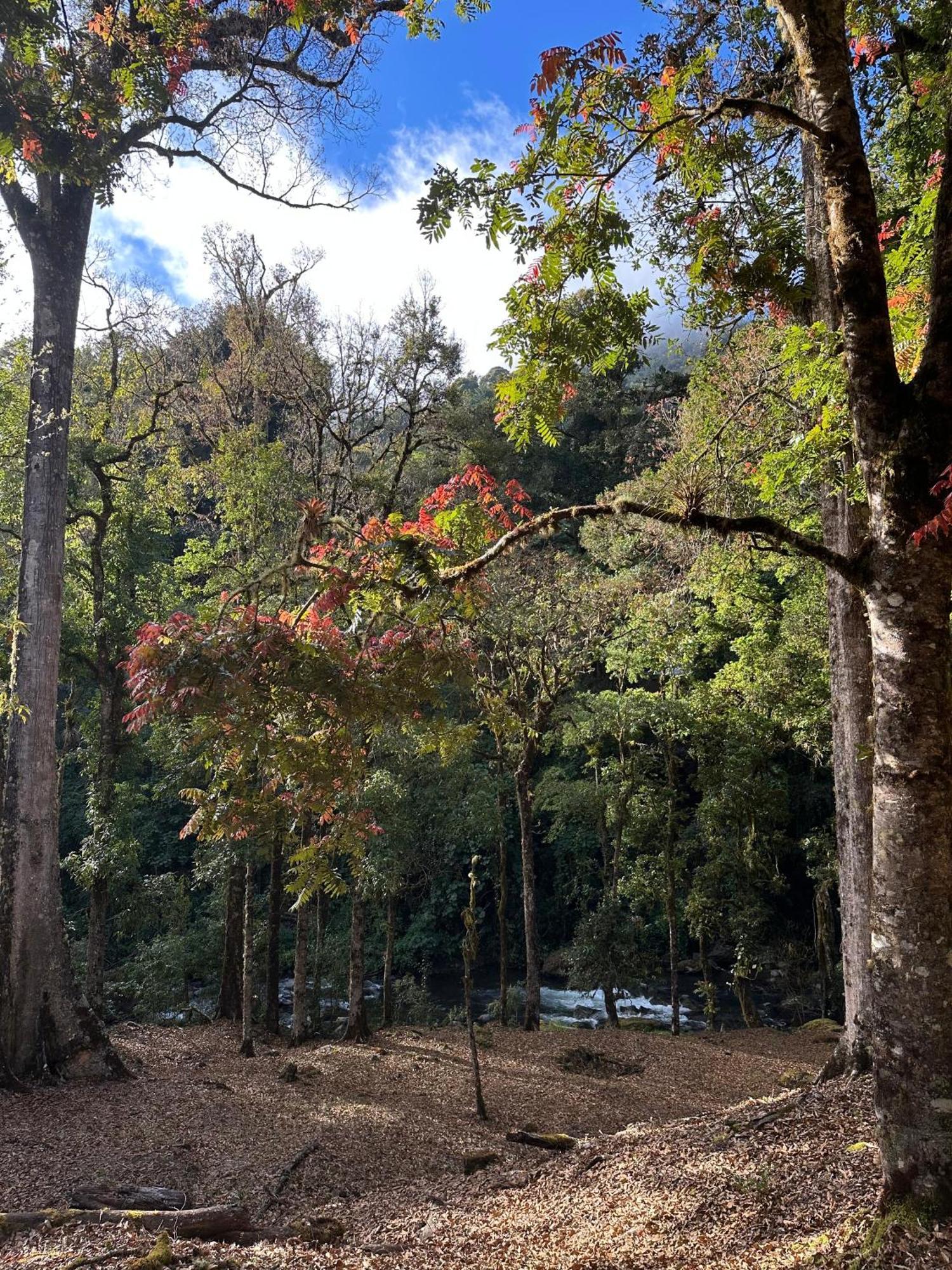 Entre Arboles Lodge San Gerardo de Dota Dış mekan fotoğraf