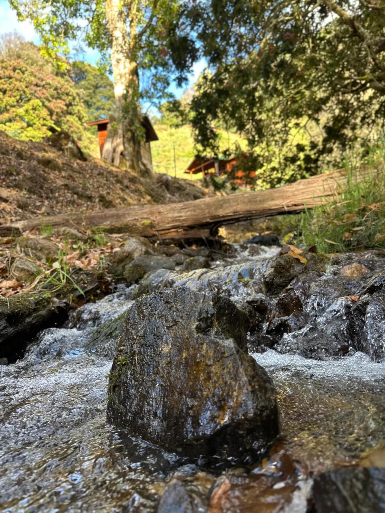 Entre Arboles Lodge San Gerardo de Dota Dış mekan fotoğraf
